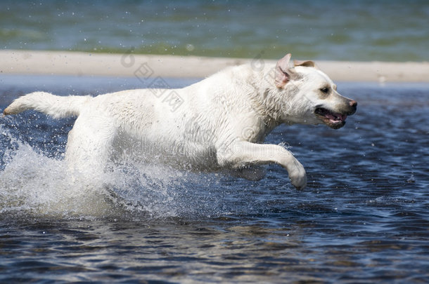 拉布拉多猎犬在行动