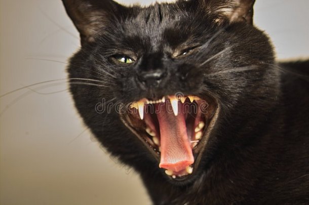 愤怒的猫