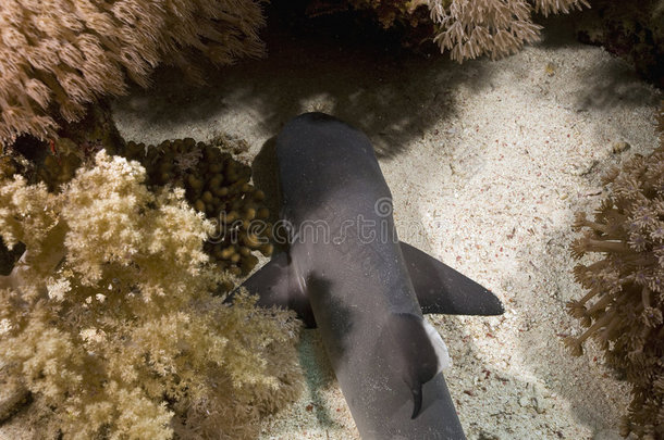 幼年白鳍礁鲨（triaenodon obesus）