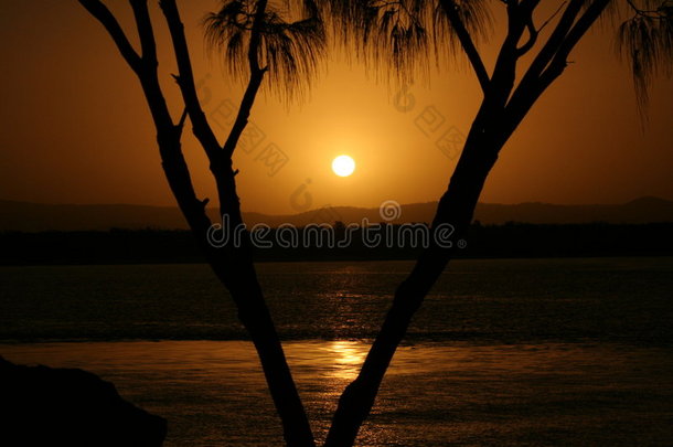 金海岸棕榈树夕阳