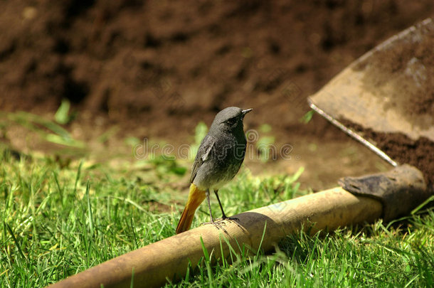 黑红星（phoenicurus ochruros）