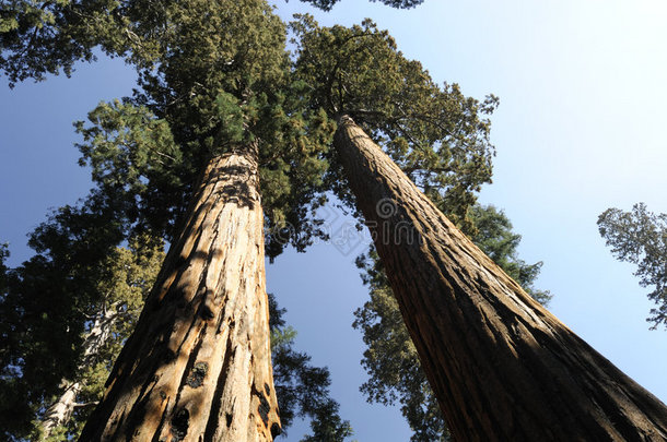 两棵巨大红杉的<strong>透视</strong>图