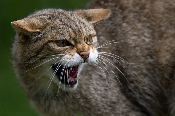 苏格兰野猫