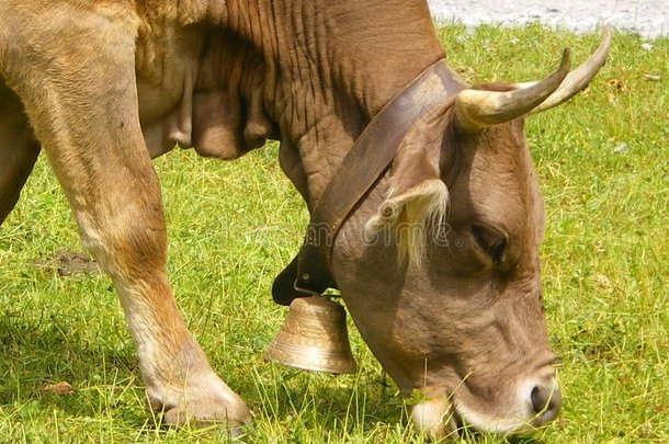 奶牛在阳光下吃草