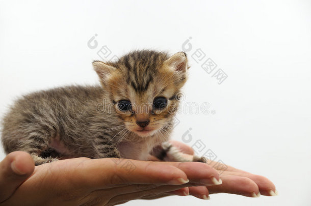 小猫咪-动物保护理念