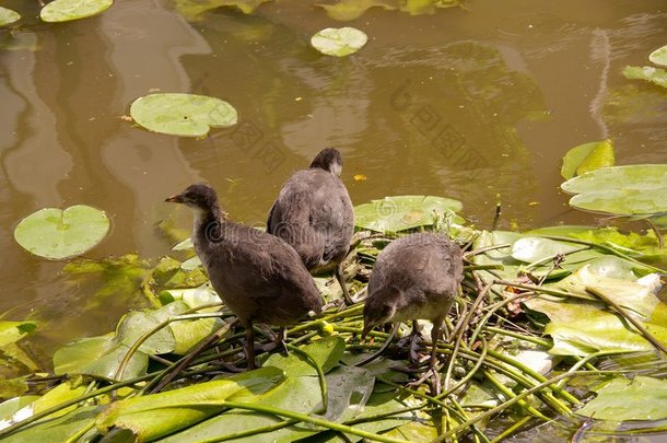 小浣熊