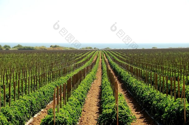 加州的番茄田