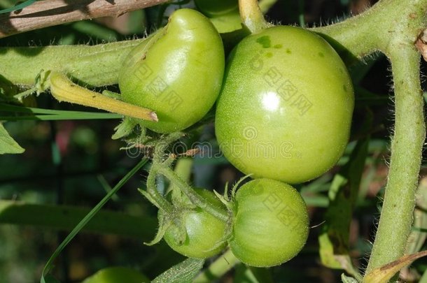 藤蔓上的绿色西红柿1