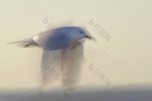 白色海鸟在一个缓<strong>慢</strong>的快<strong>门</strong>模糊<strong>拍摄</strong>。
