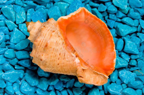 蓝色岩石上的贝壳，白色岩石上的贝壳