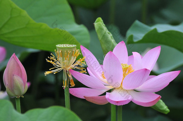 莲花一代