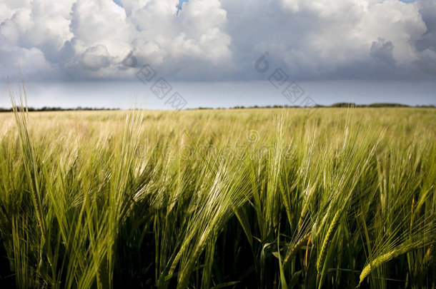 大麦作物