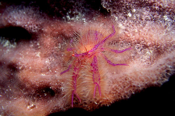 粉红龙虾