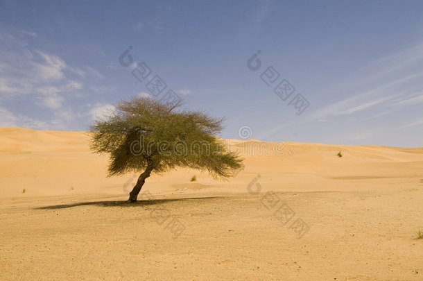 撒哈拉沙漠上的孤独树