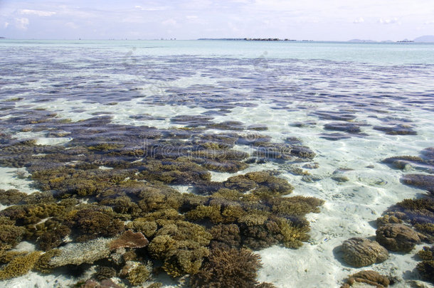 低潮时的珊瑚