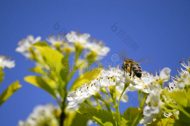 蜜蜂在花丛中<strong>飞舞</strong>