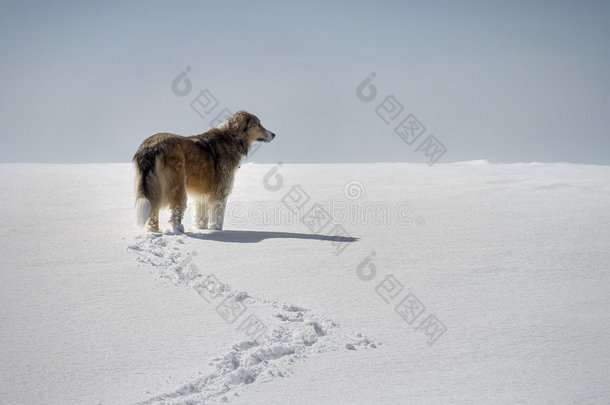 雪地里的狗