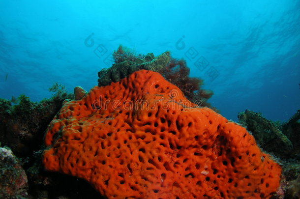 <strong>橙</strong>色<strong>珊瑚</strong>礁