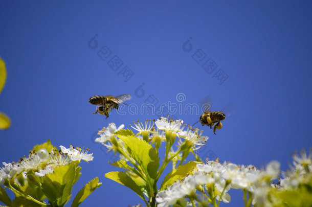 蜜蜂在花丛中<strong>飞舞</strong>