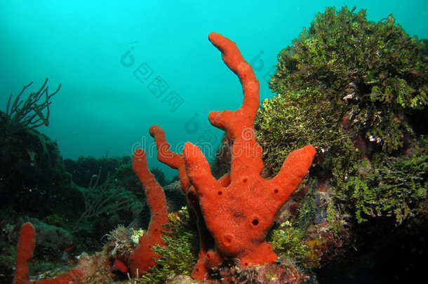 南佛罗里达州的橙色珊瑚