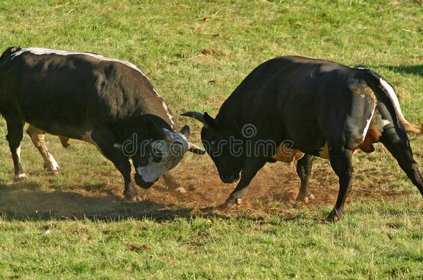 在草地上打斗的公牛