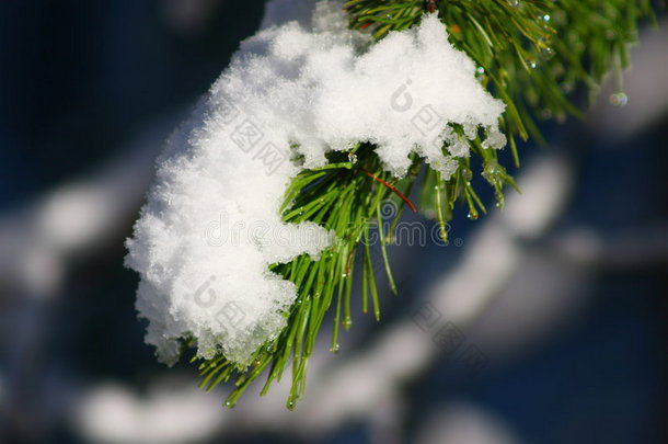 松枝降雪