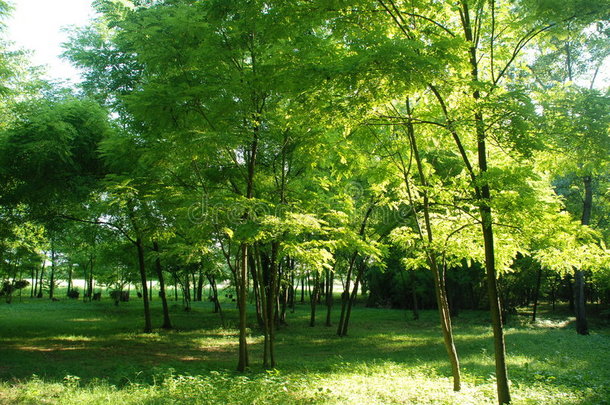 阳光森林1