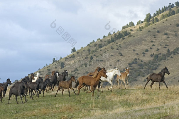 蒙大拿州马场上的马群