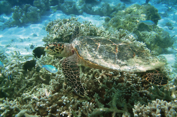 海龟和珊瑚礁