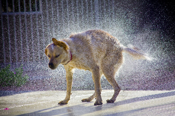 狗在阳光下摇水