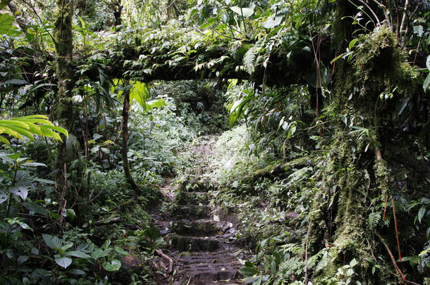 热带雨林（哥斯达黎加）