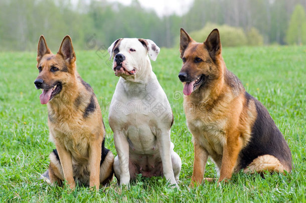 德国牧羊犬和美国斗牛犬