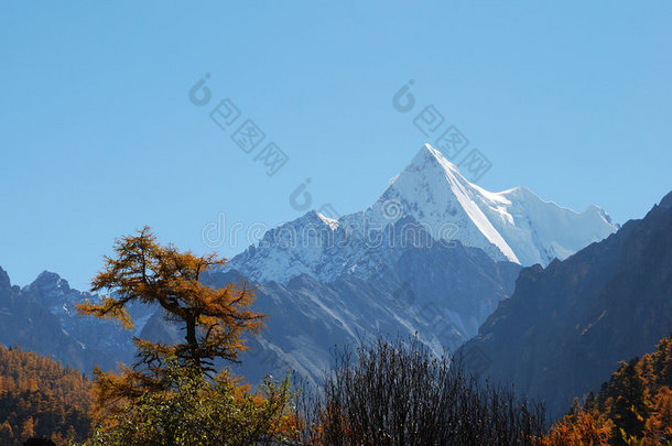 雪原