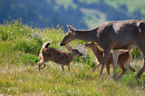 野生鹿妈妈和小鹿