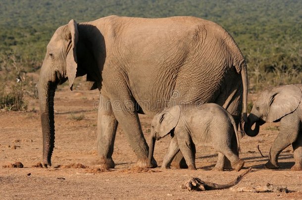 大象妈妈和孩子