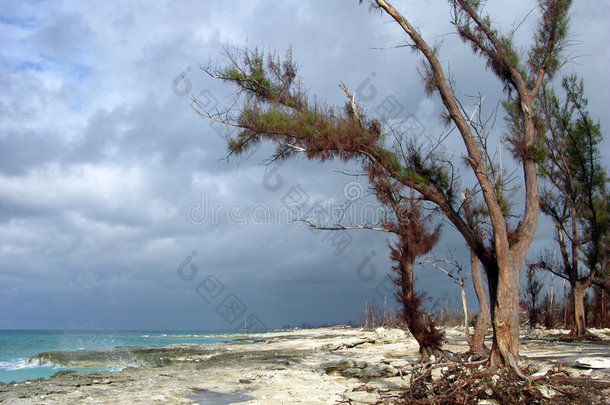 敌对的海滩树