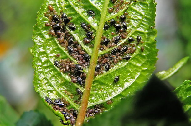 植物虱子是甜菜（蚜虫）。