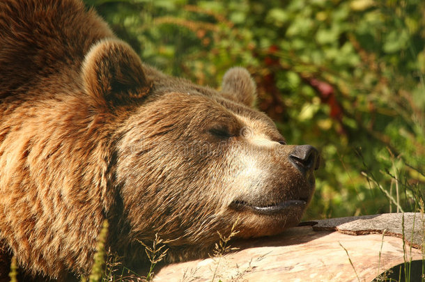 一只欧洲<strong>棕熊</strong>的照片