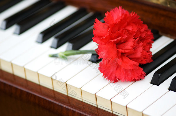 浪漫概念-钢琴键上的红色康乃馨