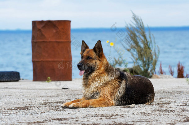 德国牧羊犬