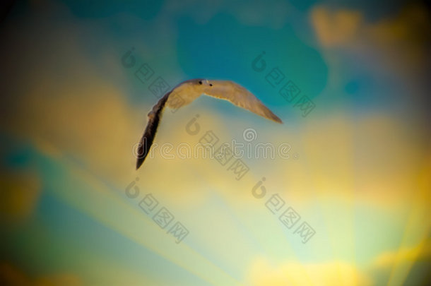 阳光下的海鸥