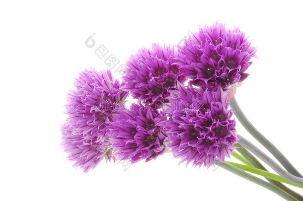 美丽的<strong>紫色花朵</strong>