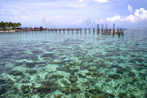 海岸珊瑚和海藻