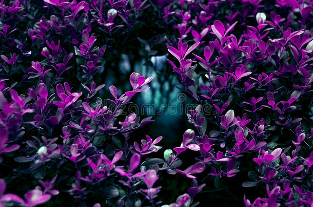 紫水晶灌木