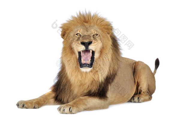 狮子（8岁）-豹狮子座