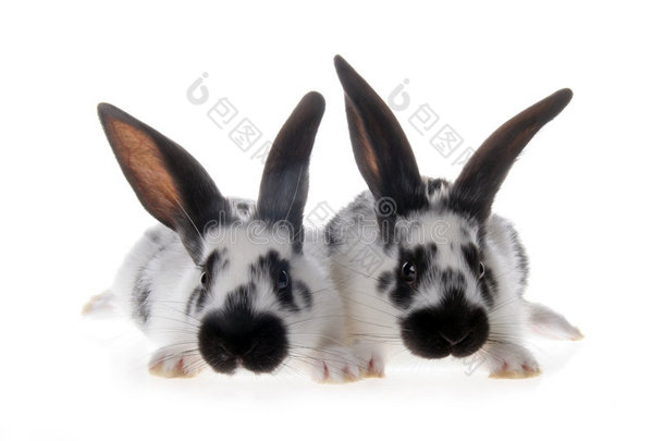 两只黑白兔