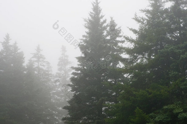 浓雾中的松林