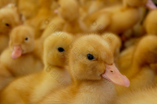 一只专注的小鸭和许多小鸭子宝宝在t