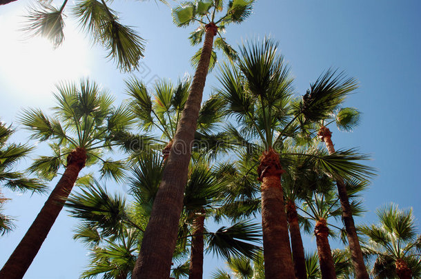 戛纳海滩上的棕榈树