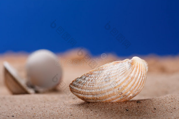 沙滩上的贝壳沙滩上的贝壳蓝天